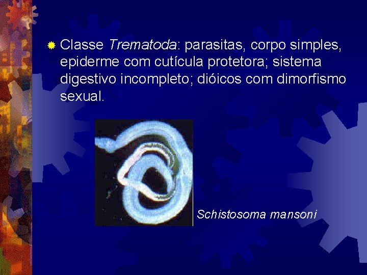 ® Classe Trematoda: parasitas, corpo simples, epiderme com cutícula protetora; sistema digestivo incompleto; dióicos ® Classe Trematoda: parasitas, corpo simples, epiderme com cutícula protetora; sistema digestivo incompleto; dióicos