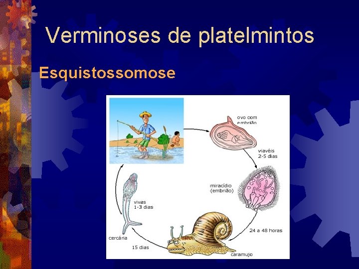 Verminoses de platelmintos Esquistossomose Verminoses de platelmintos Esquistossomose