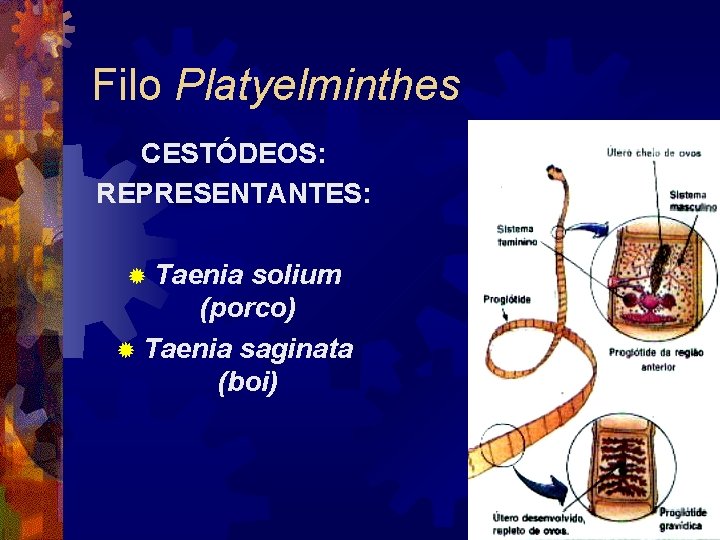 Filo Platyelminthes CESTÓDEOS: REPRESENTANTES: ® Taenia solium (porco) ® Taenia saginata (boi) Filo Platyelminthes CESTÓDEOS: REPRESENTANTES: ® Taenia solium (porco) ® Taenia saginata (boi)