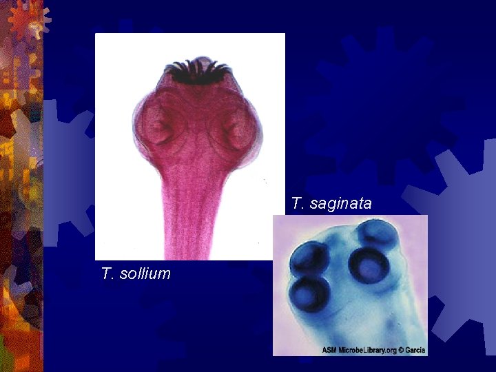 T. saginata T. sollium T. saginata T. sollium