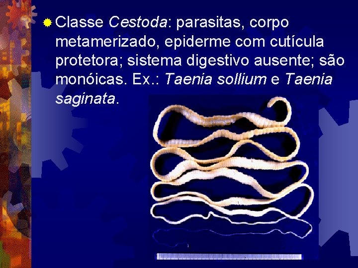 ® Classe Cestoda: parasitas, corpo metamerizado, epiderme com cutícula protetora; sistema digestivo ausente; são ® Classe Cestoda: parasitas, corpo metamerizado, epiderme com cutícula protetora; sistema digestivo ausente; são
