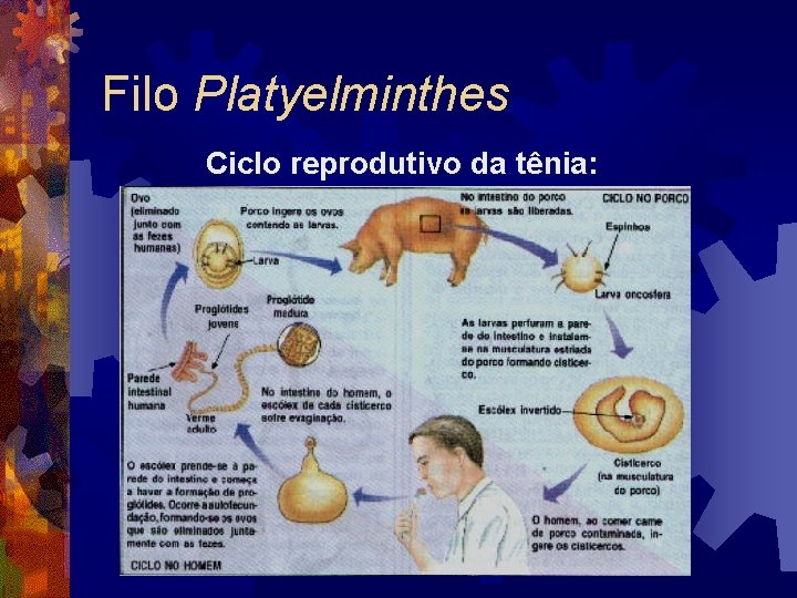 Filo Platyelminthes Ciclo reprodutivo da tênia: Filo Platyelminthes Ciclo reprodutivo da tênia: