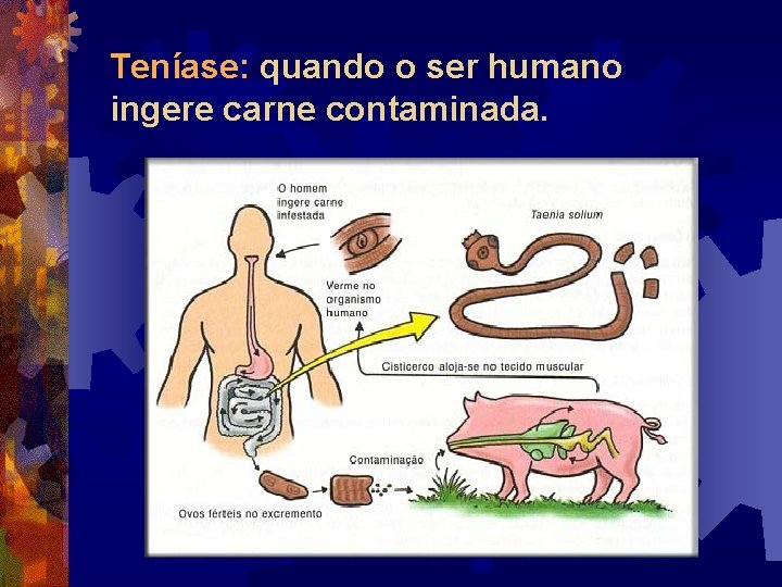 Teníase: quando o ser humano ingere carne contaminada. Teníase: quando o ser humano ingere carne contaminada.