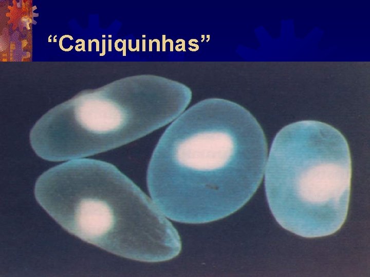“Canjiquinhas” “Canjiquinhas”
