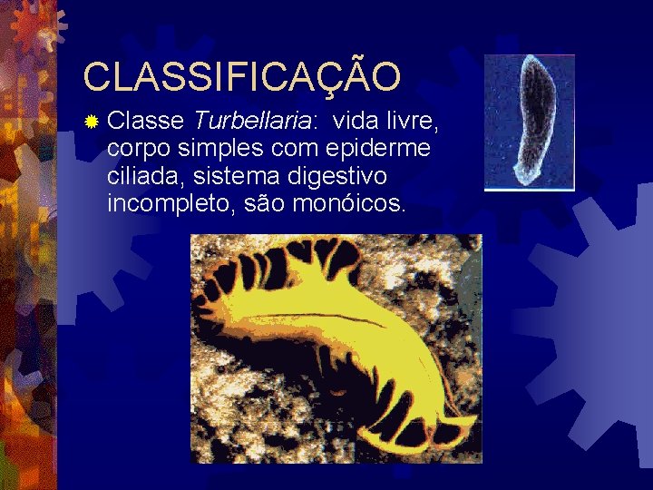 CLASSIFICAÇÃO ® Classe Turbellaria: vida livre, corpo simples com epiderme ciliada, sistema digestivo incompleto, CLASSIFICAÇÃO ® Classe Turbellaria: vida livre, corpo simples com epiderme ciliada, sistema digestivo incompleto,