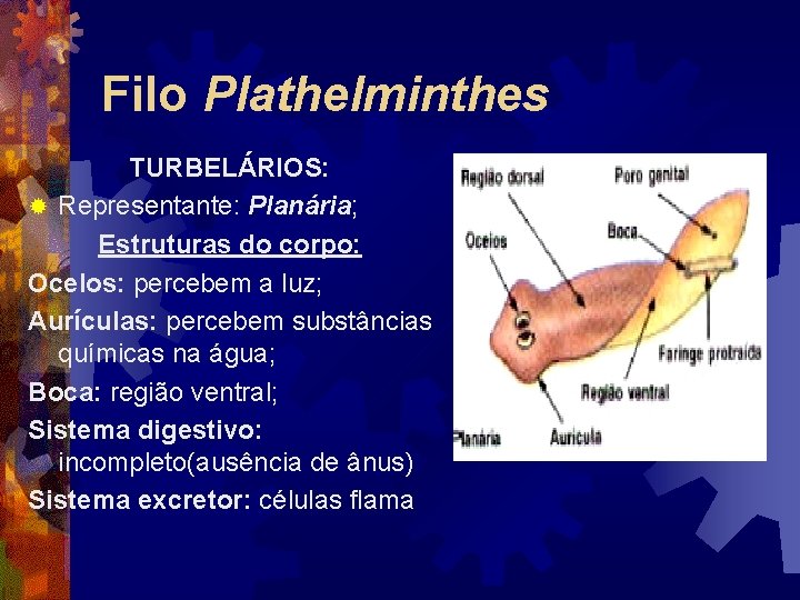 Filo Plathelminthes TURBELÁRIOS: ® Representante: Planária; Estruturas do corpo: Ocelos: percebem a luz; Aurículas: Filo Plathelminthes TURBELÁRIOS: ® Representante: Planária; Estruturas do corpo: Ocelos: percebem a luz; Aurículas: