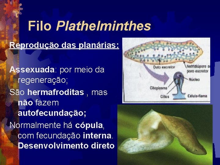 Filo Plathelminthes Reprodução das planárias: Assexuada: por meio da regeneração; São hermafroditas , mas Filo Plathelminthes Reprodução das planárias: Assexuada: por meio da regeneração; São hermafroditas , mas