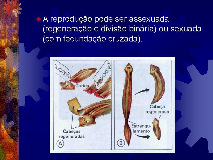 ®A reprodução pode ser assexuada (regeneração e divisão binária) ou sexuada (com fecundação cruzada). ®A reprodução pode ser assexuada (regeneração e divisão binária) ou sexuada (com fecundação cruzada).