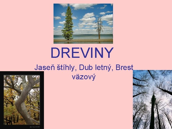 DREVINY Jaseň štíhly, Dub letný, Brest väzový 