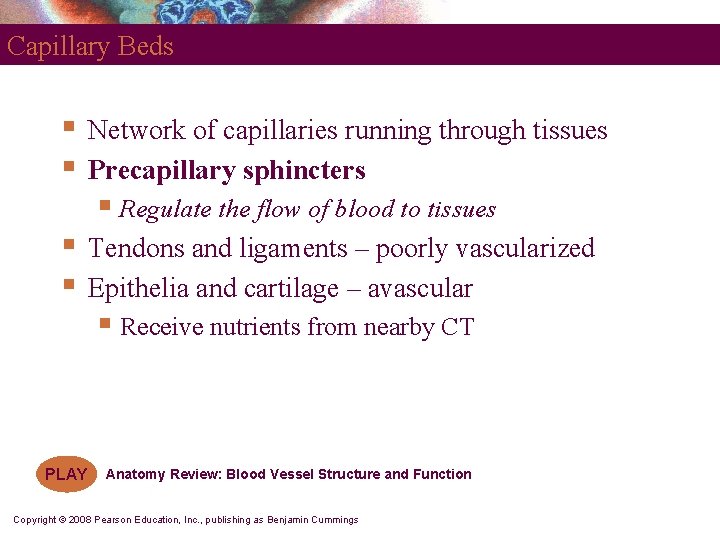 Capillary Beds § § Network of capillaries running through tissues Precapillary sphincters § Regulate Capillary Beds § § Network of capillaries running through tissues Precapillary sphincters § Regulate