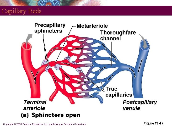 Capillary Beds Copyright © 2008 Pearson Education, Inc. , publishing as Benjamin Cummings Figure Capillary Beds Copyright © 2008 Pearson Education, Inc. , publishing as Benjamin Cummings Figure