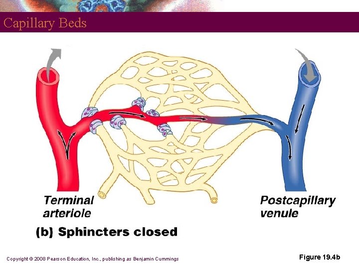 Capillary Beds Copyright © 2008 Pearson Education, Inc. , publishing as Benjamin Cummings Figure Capillary Beds Copyright © 2008 Pearson Education, Inc. , publishing as Benjamin Cummings Figure