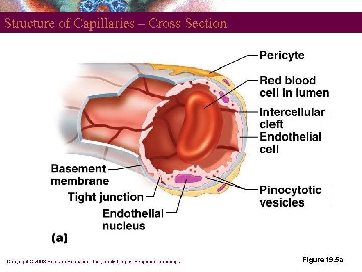 Structure of Capillaries – Cross Section Copyright © 2008 Pearson Education, Inc. , publishing Structure of Capillaries – Cross Section Copyright © 2008 Pearson Education, Inc. , publishing