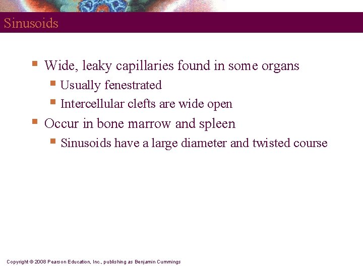 Sinusoids § Wide, leaky capillaries found in some organs § Usually fenestrated § Intercellular Sinusoids § Wide, leaky capillaries found in some organs § Usually fenestrated § Intercellular
