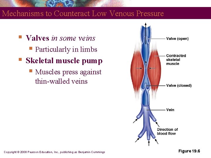 Mechanisms to Counteract Low Venous Pressure § Valves in some veins § Particularly in Mechanisms to Counteract Low Venous Pressure § Valves in some veins § Particularly in