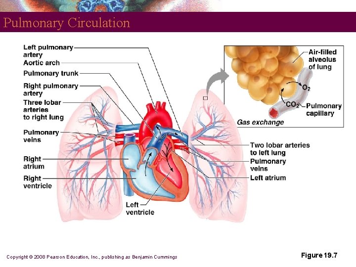 Pulmonary Circulation Copyright © 2008 Pearson Education, Inc. , publishing as Benjamin Cummings Figure Pulmonary Circulation Copyright © 2008 Pearson Education, Inc. , publishing as Benjamin Cummings Figure