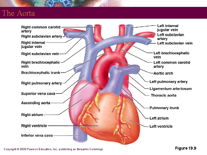The Aorta Copyright © 2008 Pearson Education, Inc. , publishing as Benjamin Cummings Figure The Aorta Copyright © 2008 Pearson Education, Inc. , publishing as Benjamin Cummings Figure