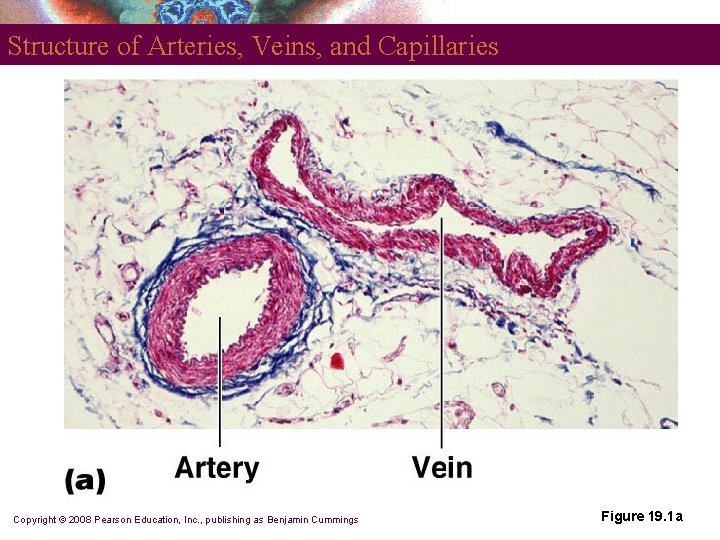 Structure of Arteries, Veins, and Capillaries Copyright © 2008 Pearson Education, Inc. , publishing Structure of Arteries, Veins, and Capillaries Copyright © 2008 Pearson Education, Inc. , publishing