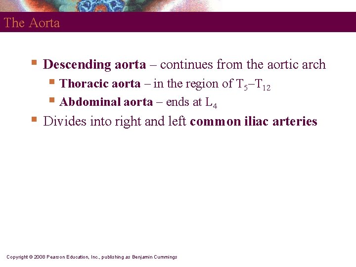 The Aorta § § Descending aorta – continues from the aortic arch § Thoracic The Aorta § § Descending aorta – continues from the aortic arch § Thoracic