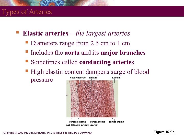 Types of Arteries § Elastic arteries – the largest arteries § Diameters range from Types of Arteries § Elastic arteries – the largest arteries § Diameters range from