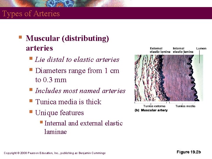 Types of Arteries § Muscular (distributing) arteries § Lie distal to elastic arteries § Types of Arteries § Muscular (distributing) arteries § Lie distal to elastic arteries §
