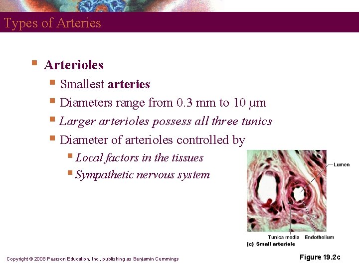 Types of Arteries § Arterioles § Smallest arteries § Diameters range from 0. 3 Types of Arteries § Arterioles § Smallest arteries § Diameters range from 0. 3