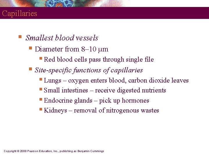 Capillaries § Smallest blood vessels § Diameter from 8– 10 µm § Red blood Capillaries § Smallest blood vessels § Diameter from 8– 10 µm § Red blood