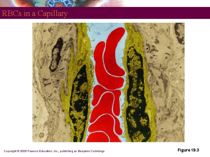RBCs in a Capillary Copyright © 2008 Pearson Education, Inc. , publishing as Benjamin RBCs in a Capillary Copyright © 2008 Pearson Education, Inc. , publishing as Benjamin