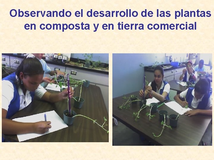 Observando el desarrollo de las plantas en composta y en tierra comercial 