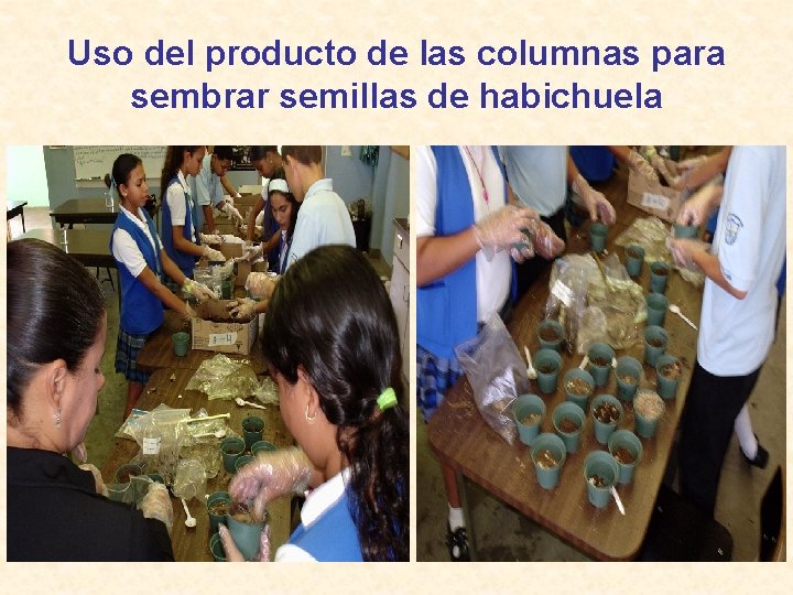 Uso del producto de las columnas para sembrar semillas de habichuela 