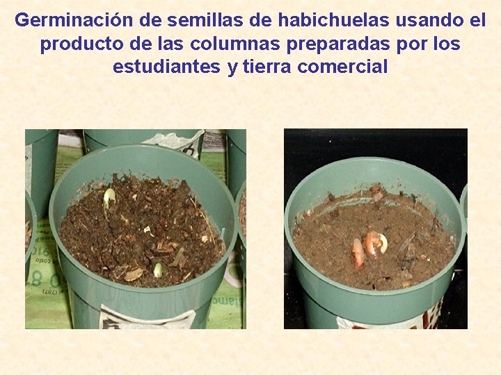 Germinación de semillas de habichuelas usando el producto de las columnas preparadas por los