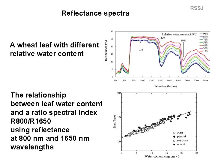 Reflectance spectra A wheat leaf with different relative water content The relationship between leaf