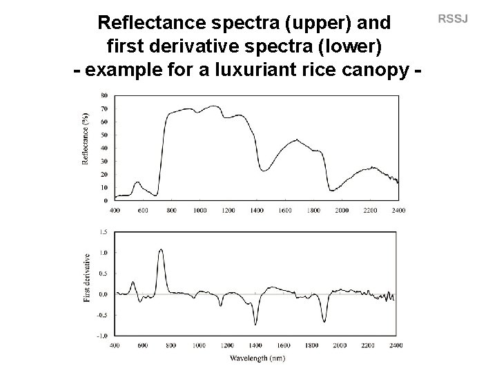 Reflectance spectra (upper) and first derivative spectra (lower) - example for a luxuriant rice