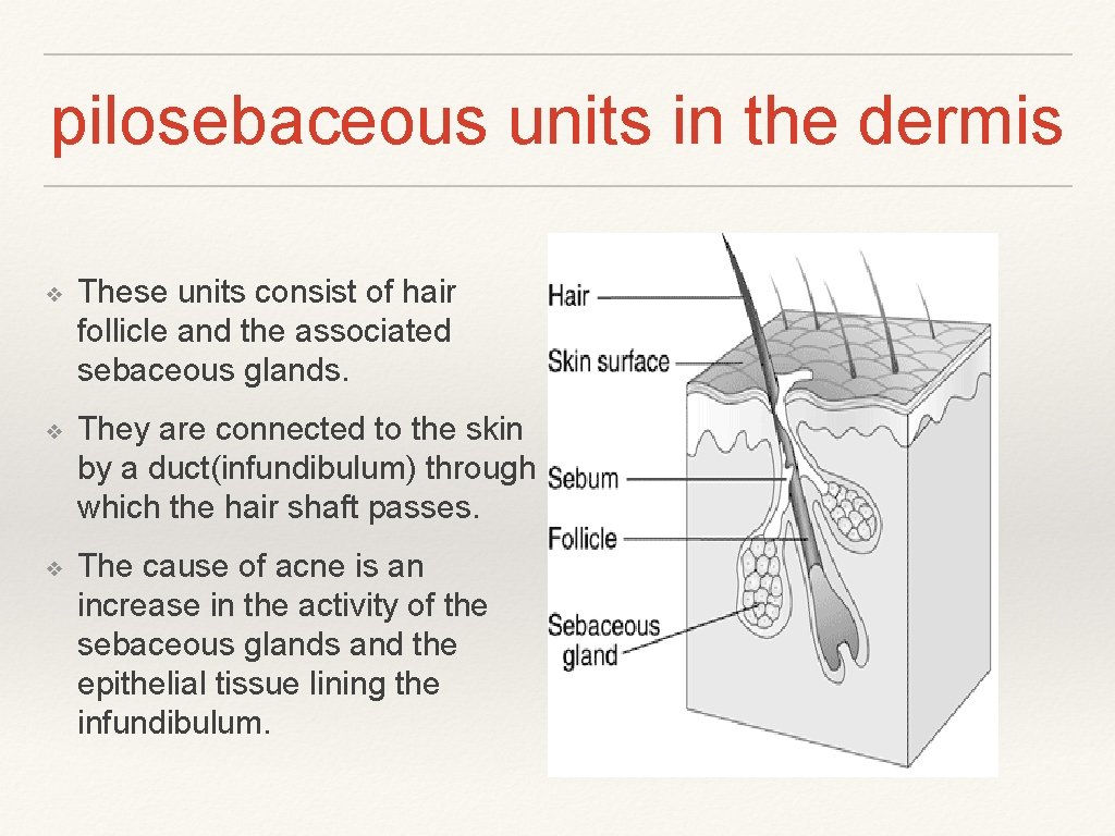 pilosebaceous units in the dermis ❖ These units consist of hair follicle and the