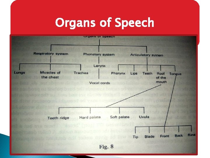 Organs of Speech 