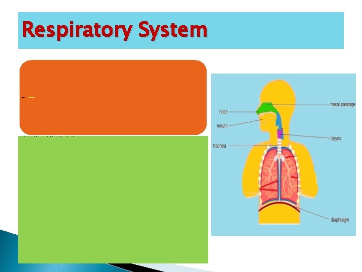 Respiratory System Initiation: The creation of the airstream mechanism • Through the process of
