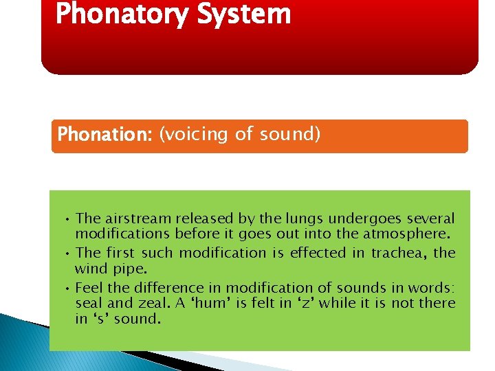 Phonatory System Phonation: (voicing of sound) • The airstream released by the lungs undergoes