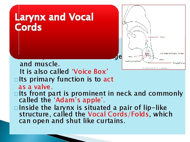 Larynx and Vocal Cords � Larynx is in the upper part of trachea. �