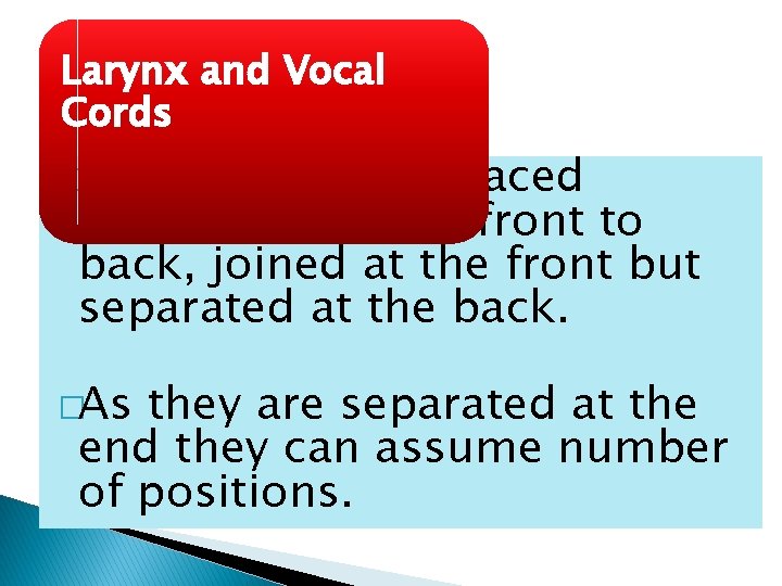 Larynx and Vocal Cords �Vocal Cords are placed horizontally from front to back, joined