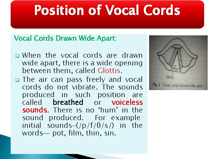 Position of Vocal Cords Drawn Wide Apart: q q When the vocal cords are