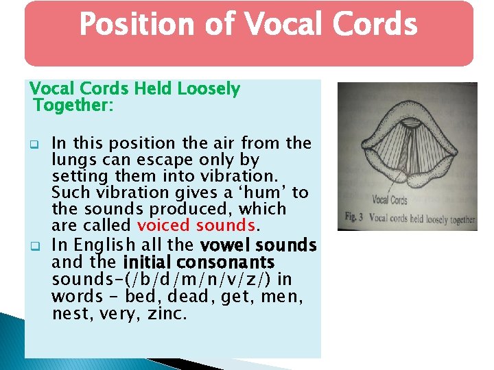 Position of Vocal Cords Held Loosely Together: q q In this position the air