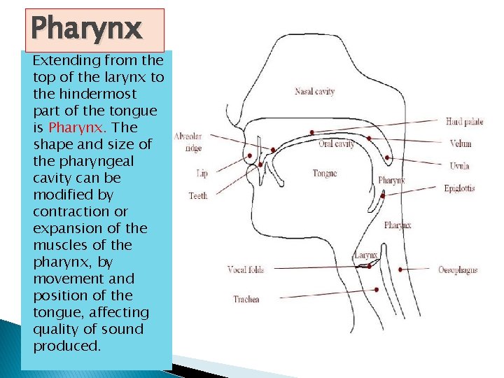 Pharynx Extending from the top of the larynx to the hindermost part of the