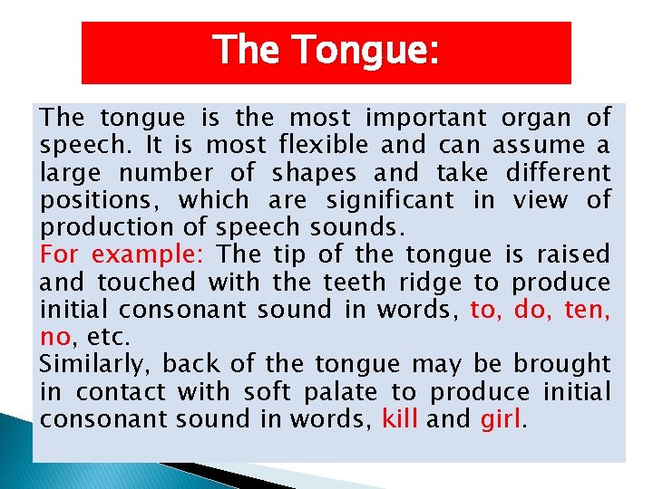 The Tongue: The tongue is the most important organ of speech. It is most