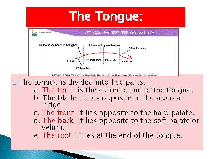 The Tongue: q The tongue is divided into five parts: a. The tip: It
