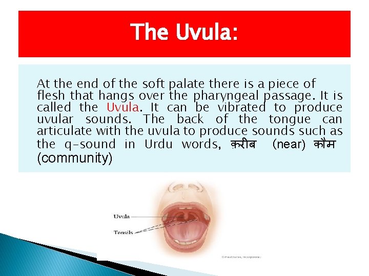 The Uvula: At the end of the soft palate there is a piece of
