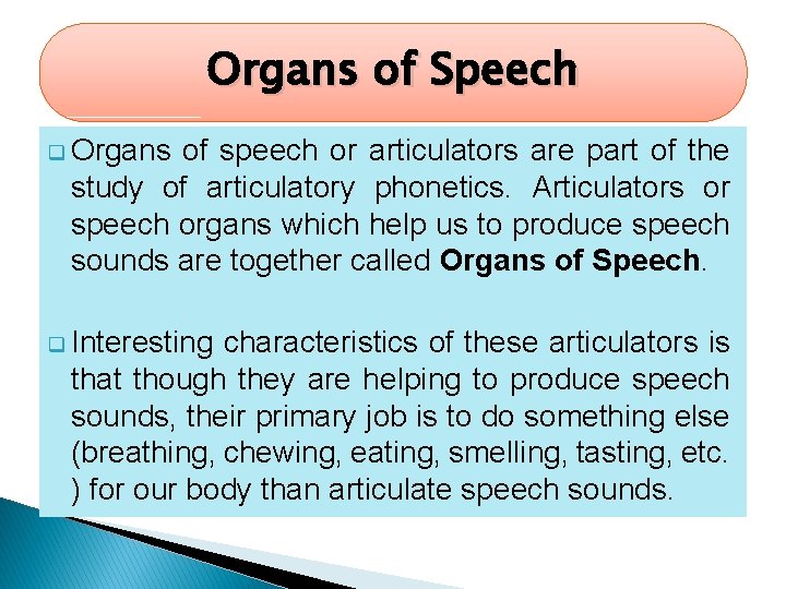 Organs of Speech q Organs of speech or articulators are part of the study