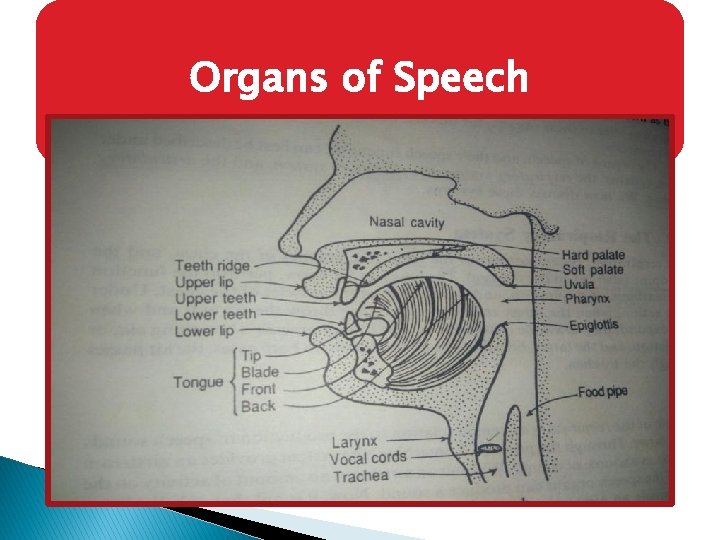 Organs of Speech 