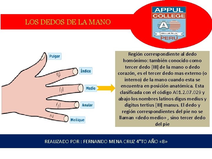 LOS DEDOS DE LA MANO Región correspondiente al dedo homónimo: también conocido como tercer