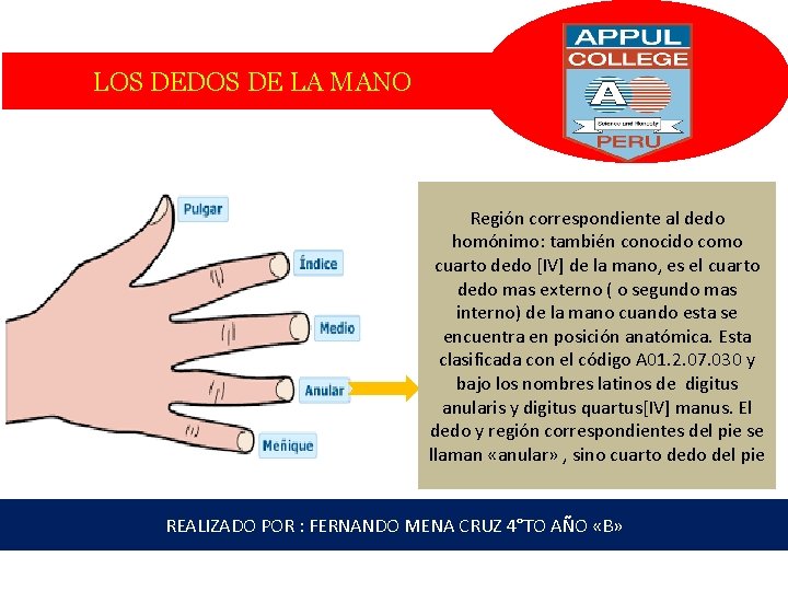 LOS DEDOS DE LA MANO Región correspondiente al dedo homónimo: también conocido como cuarto