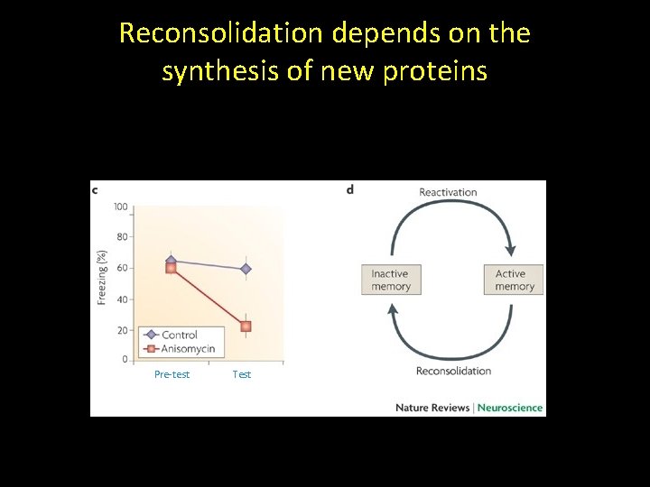 Reconsolidation depends on the synthesis of new proteins Pre-test Test 